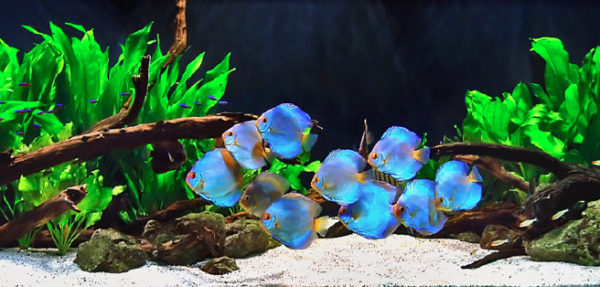 Peces disco Discusland