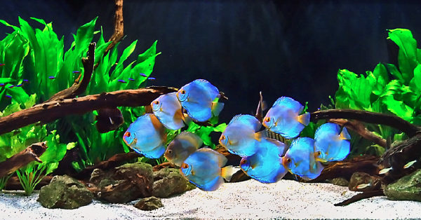 Peces disco Discusland