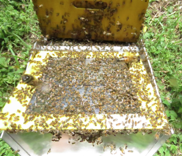 Aristeo bee venom