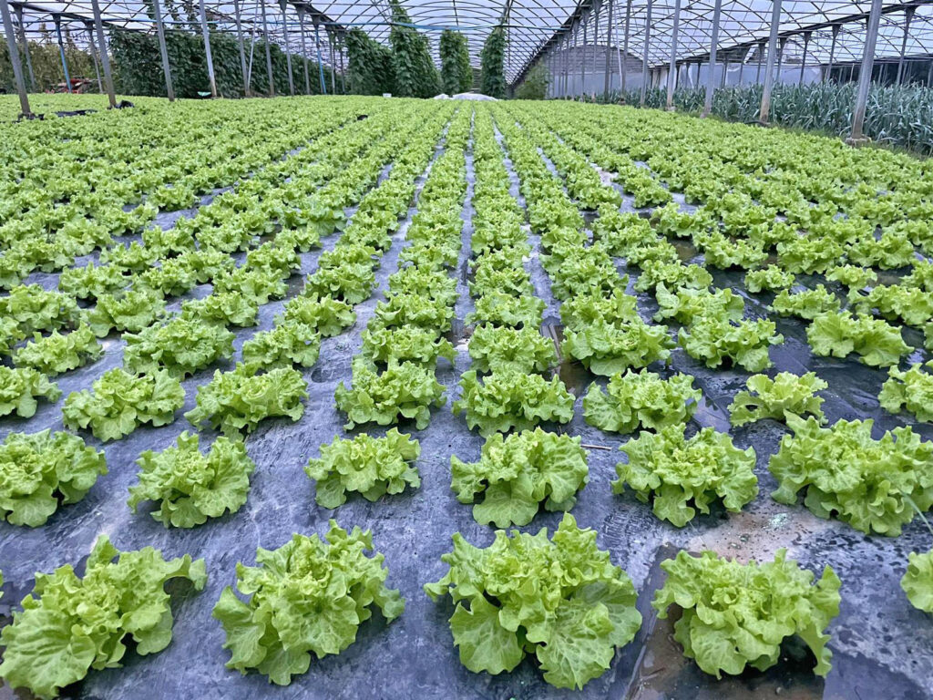 Nuevos proyectos en el agro de Bizkaia