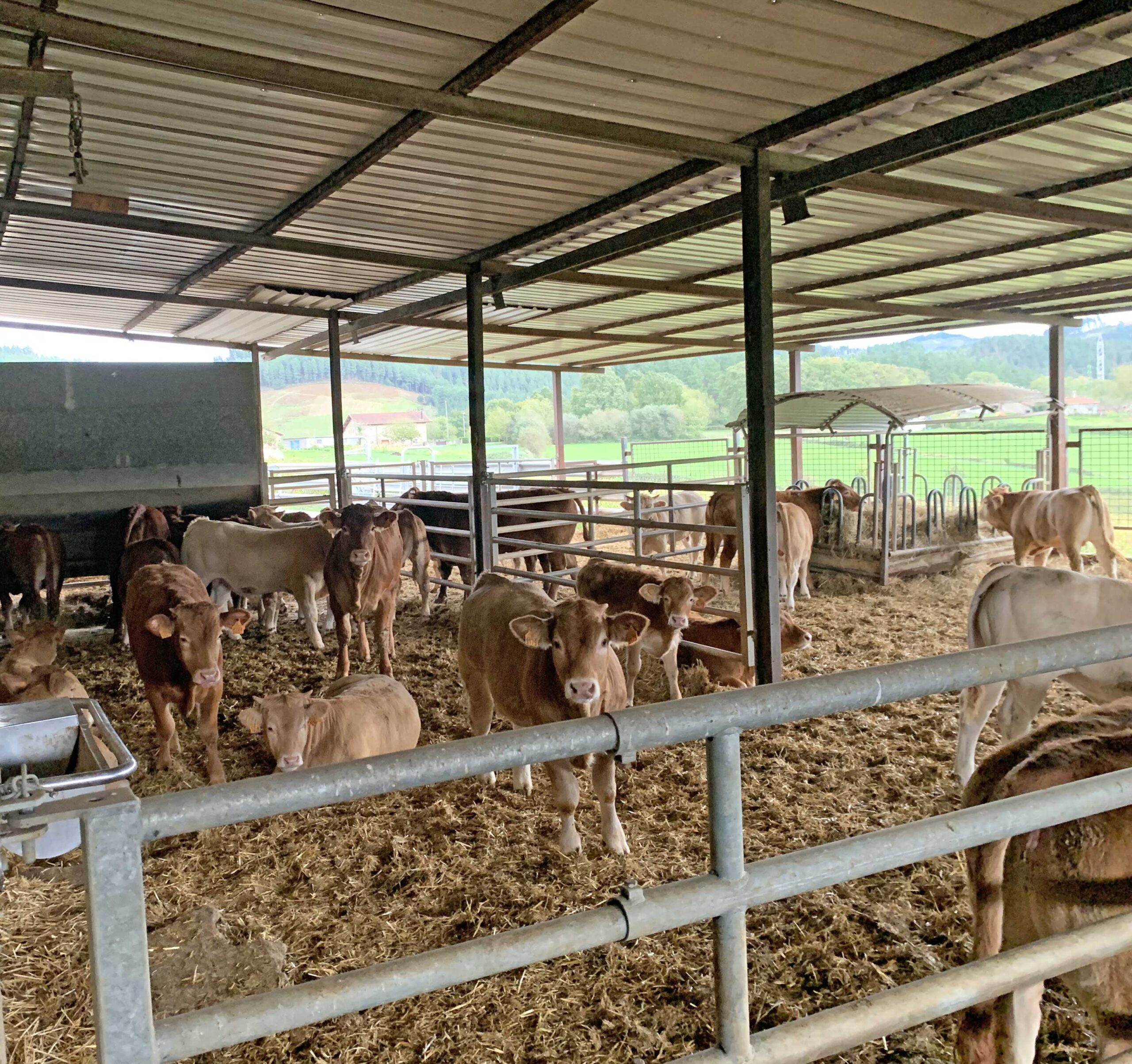 Nuevos proyectos en el agro de Bizkaia