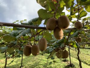 agro emprendimiento