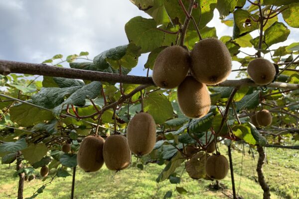 agro emprendimiento