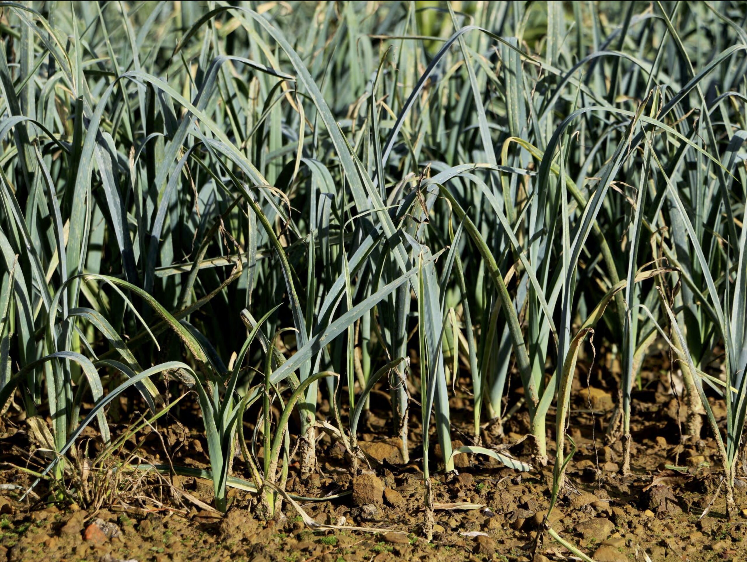 emprendimiento en el agro vasco tutorizado por lursail